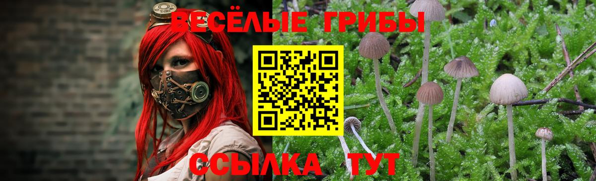 Псилоцибиновые грибы Psilocybine cubensis Верхний Уфалей
